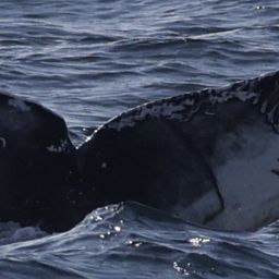 Fluke of HW-MN0503675