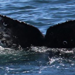 Fluke of HW-MN0503676