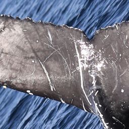 Fluke of CRC-23295