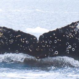 Fluke of HW-MN1306833