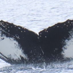 Fluke of HW-MN1306834