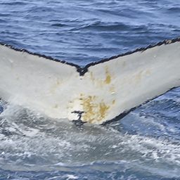 Fluke of HW-MN1300817