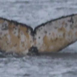 Fluke of HW-MN1306836