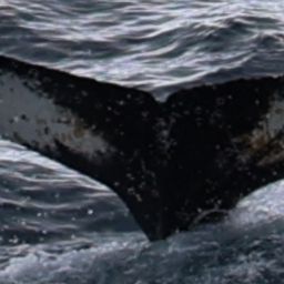 Fluke of HW-MN1306855
