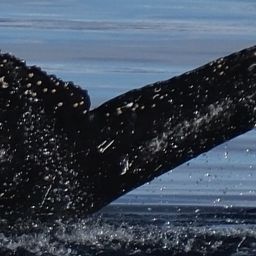 Fluke of HW-MN1306862