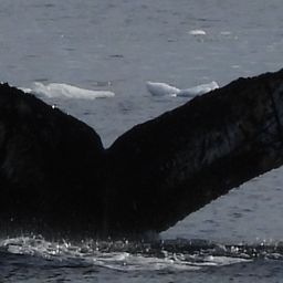 Fluke of HW-MN1306871