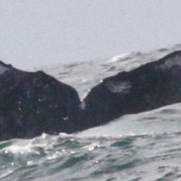 Fluke of CRC-30077