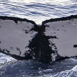 Fluke of HW-MN0444874