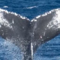 Fluke of CRC-23153