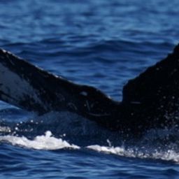 Fluke of HW-MN0524227