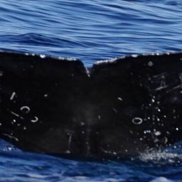 Fluke of HW-MN0524229