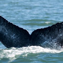 Fluke of CRC-16583