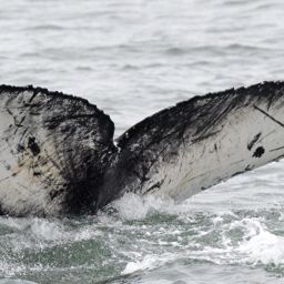 Fluke of CRC-16468