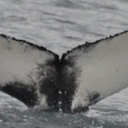 Whale fluke