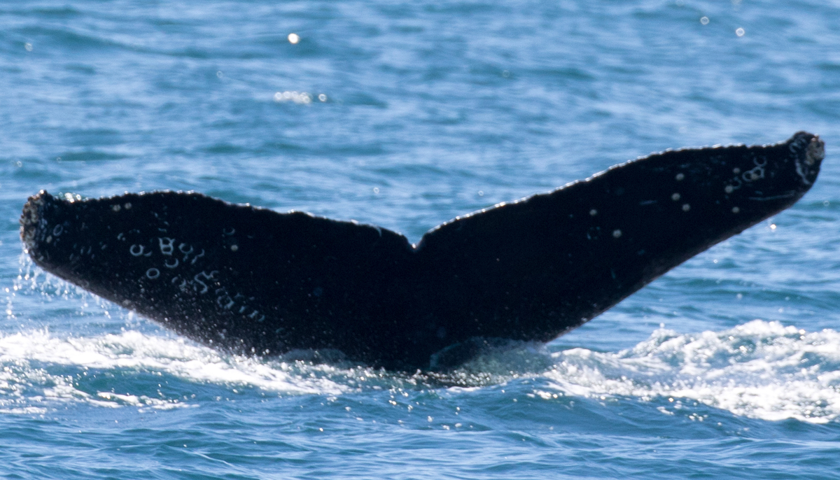 Fluke of CRC-16483