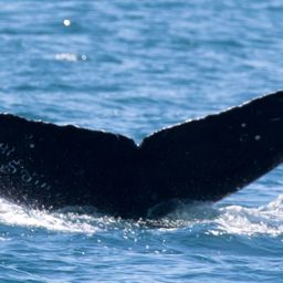 Fluke of CRC-16483