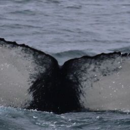 Fluke of Flukeof