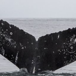 Fluke of CRC-16574