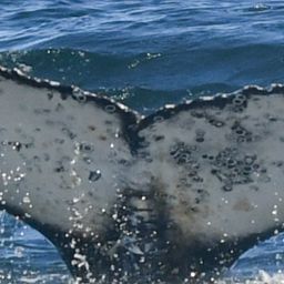 Fluke of HW-MN0804607