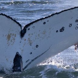 Fluke of HW-MN0804618