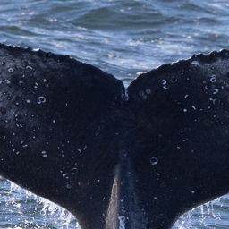 Fluke of HW-MN0804619