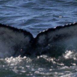 Fluke of HW-MN0804622