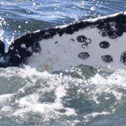 Fluke of HW-MN0804623