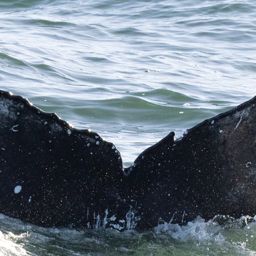 Fluke of HW-MN0804626