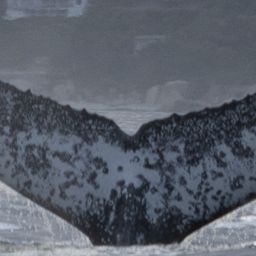 Fluke of HW-MN0804627