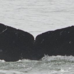 Fluke of CRC-17065