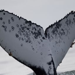 Fluke of HW-MN0804628