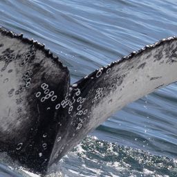 Fluke of HW-MN0804632