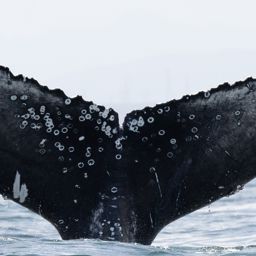 Fluke of HW-MN0804633