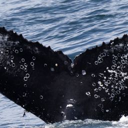 Fluke of HW-MN0804634