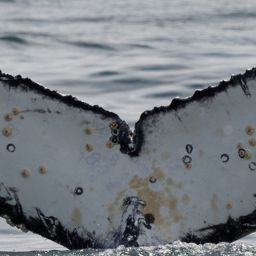 Fluke of HW-MN0804636