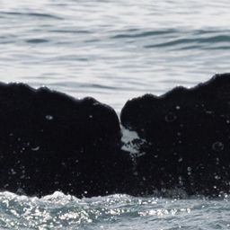 Fluke of HW-MN0804637