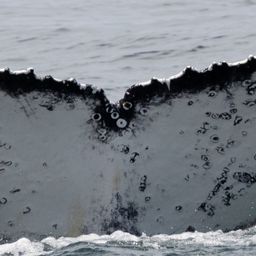 Fluke of HW-MN0804638