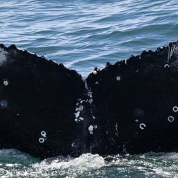 Fluke of HW-MN0804639