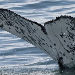 Fluke of HW-MN0804640