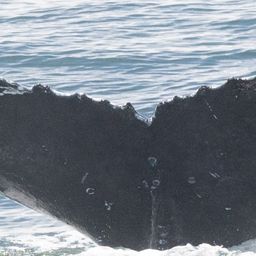 Fluke of HW-MN0804641