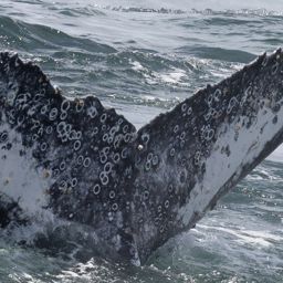 Fluke of HW-MN0804642