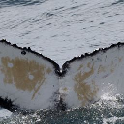 Fluke of HW-MN0804645