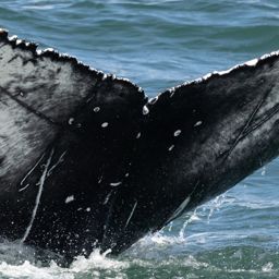 Fluke of HW-MN0804647