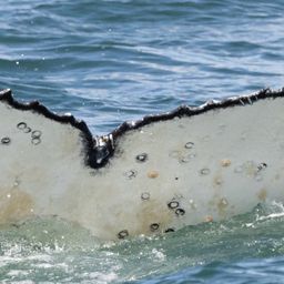 Fluke of HW-MN0804648