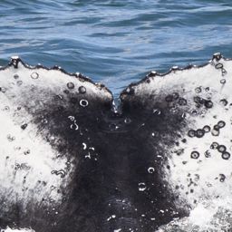 Fluke of HW-MN0804651