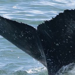 Fluke of HW-MN0804655