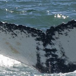Fluke of HW-MN0804656