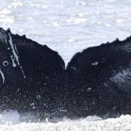 Fluke of HW-MN0804658