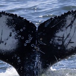 Fluke of HW-MN0804661