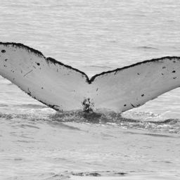 Fluke of CRC-11300